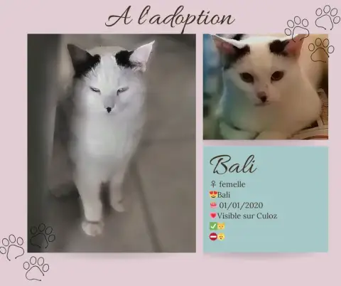 Bali