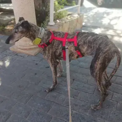 Iria