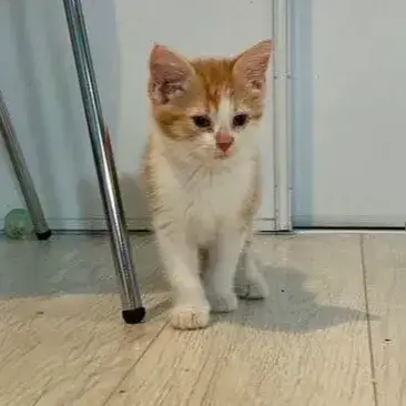 Benji