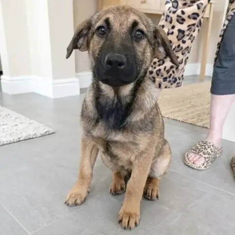 Baya
