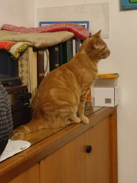 Spirou
