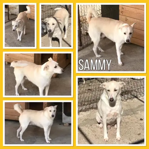 Sammy