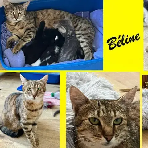 Béline photo 2