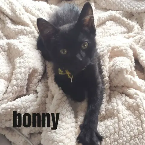 Bonny