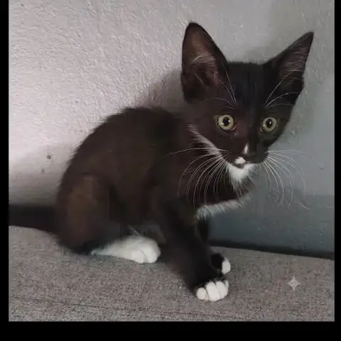 Bo
