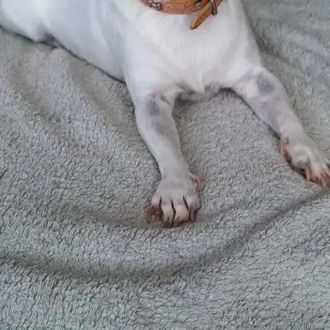 Poupi Petite Chihuahua Pleine D'Amour photo 3
