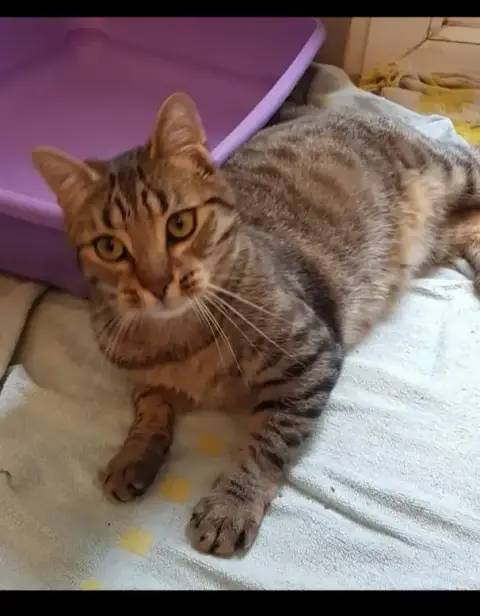 Caramel