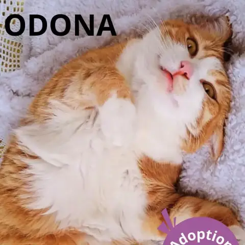 Odona