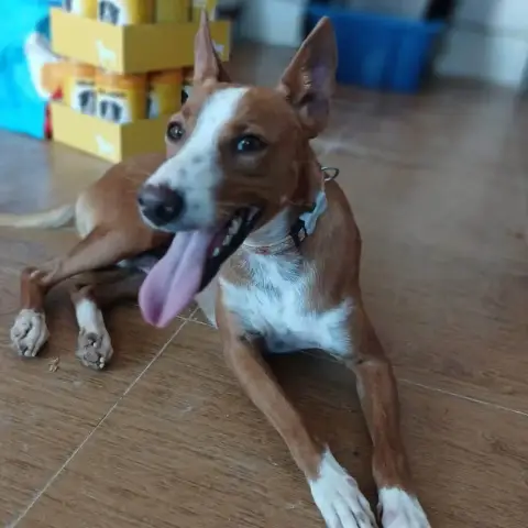 Basil