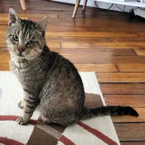 Minou