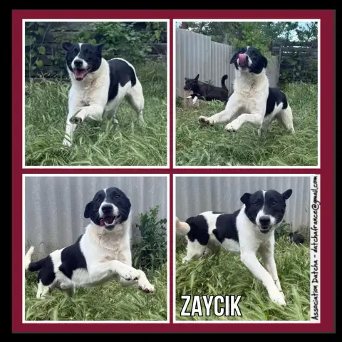 Zaycik