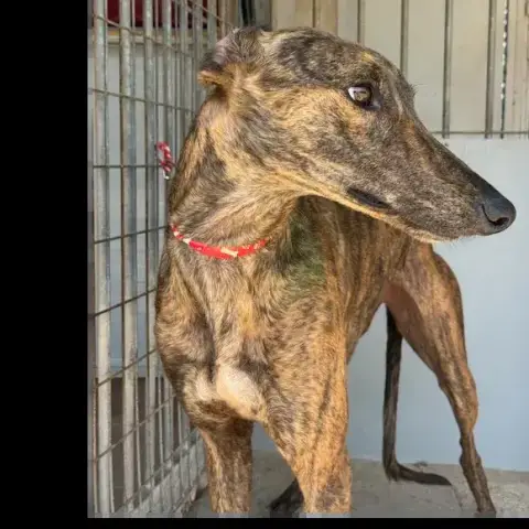 Bastia  Galga photo 2