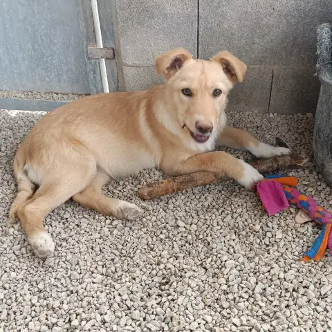 Lila