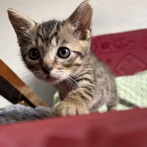 Kerberos
