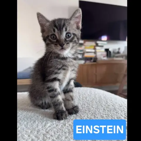 Einstein