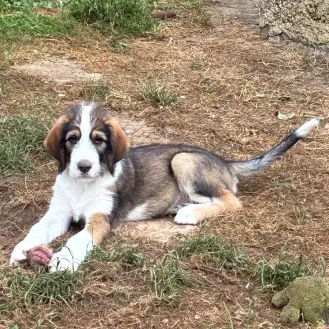 Scout photo 2