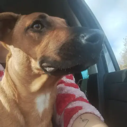 Zia