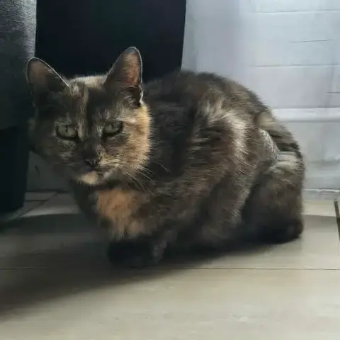 Bledina