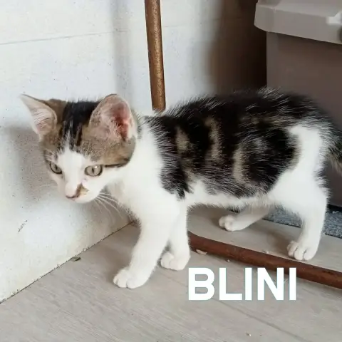 Blini