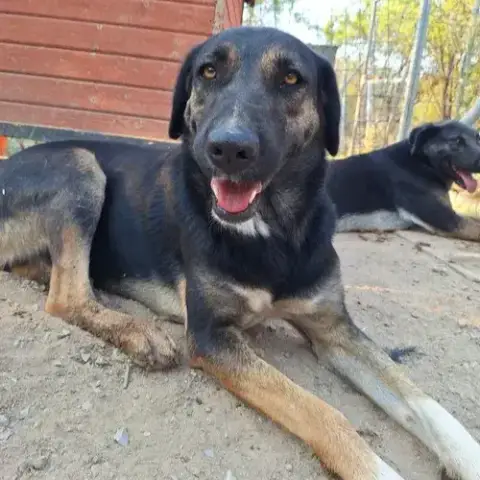 Pepita photo 2