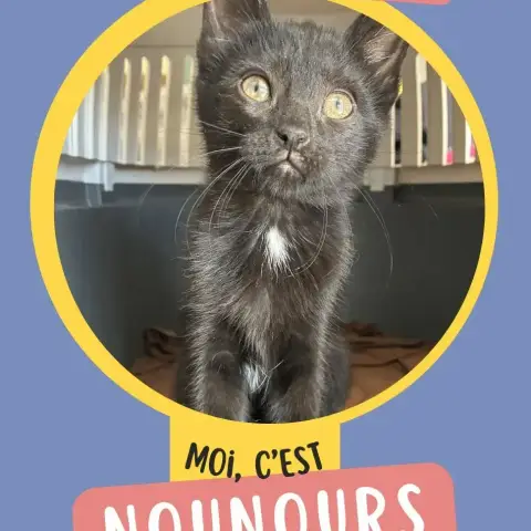 Nounours