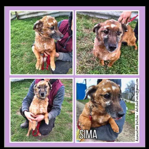 Sima