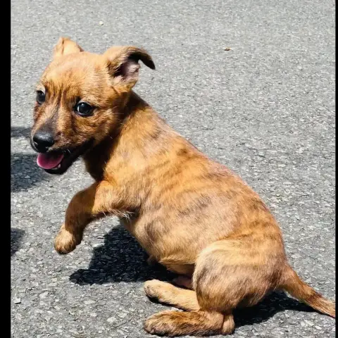 Buddy