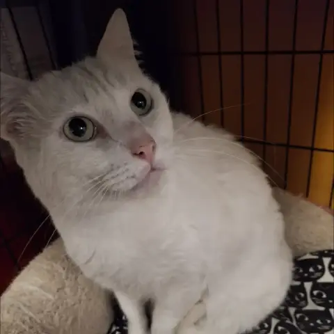 Oscar