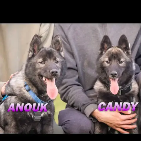 Anouk/Candy