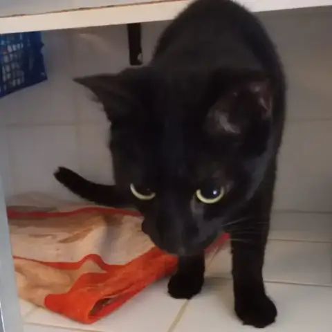 Biscuit