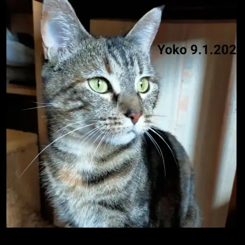 Yoko