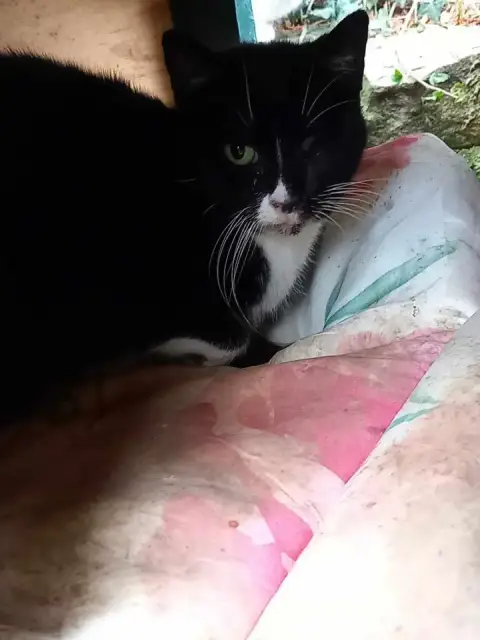 Mimie