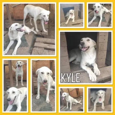 Kyle