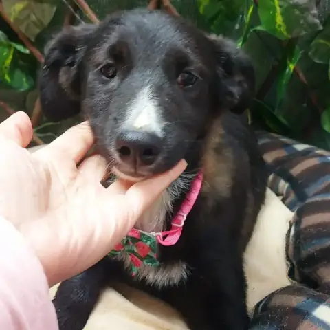 Olivia photo 3
