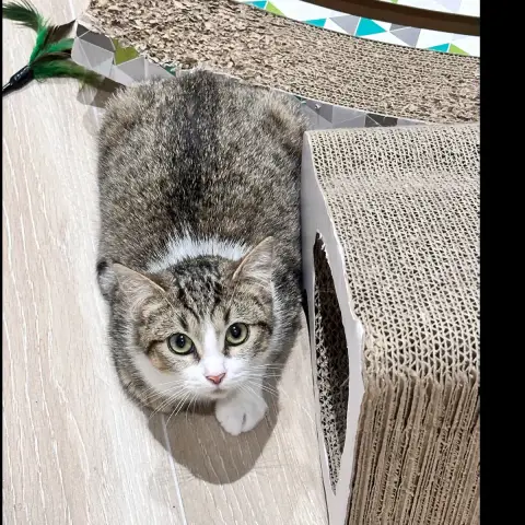 Nala photo 2