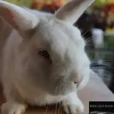 Shiro photo 3
