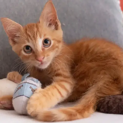 ✨️ Cooper ✨️ 🐱