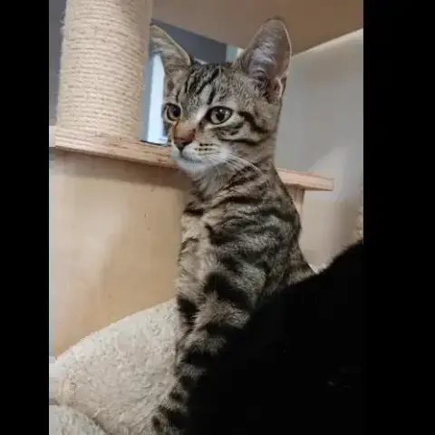 Ocelot photo 3