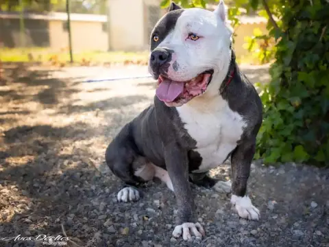 Narko
