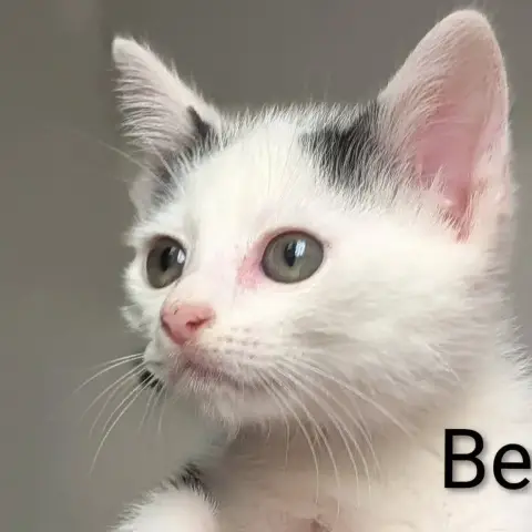 Benoît