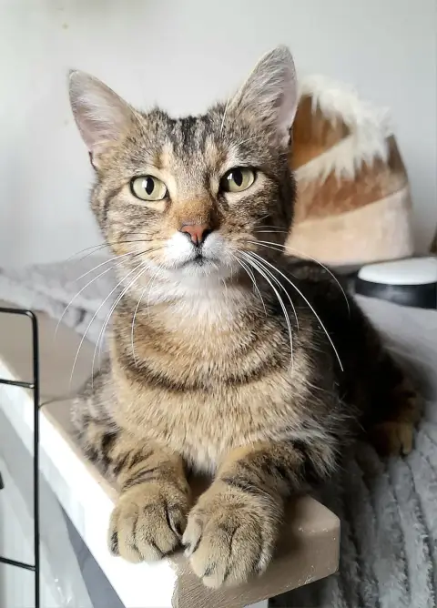 Calypso