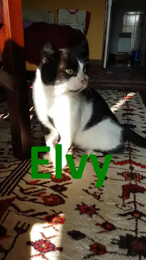 Elvy