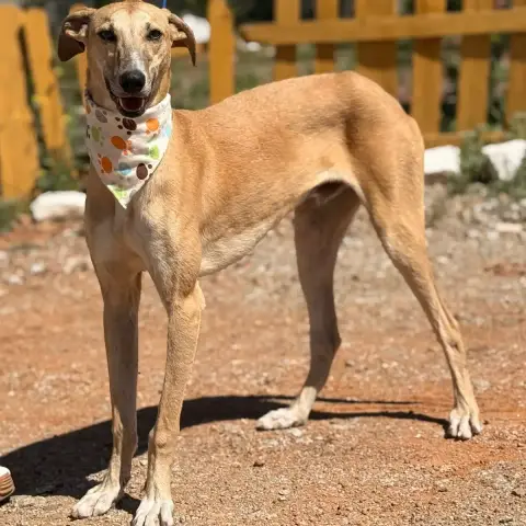 Phineas