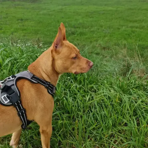 Koda photo 2