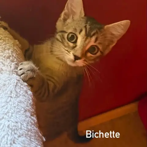 Bichette