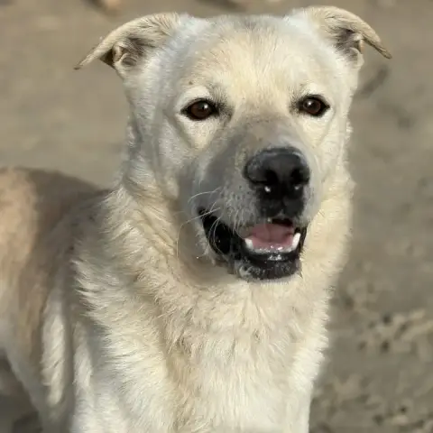 Odin photo 3