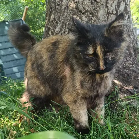 Katell
