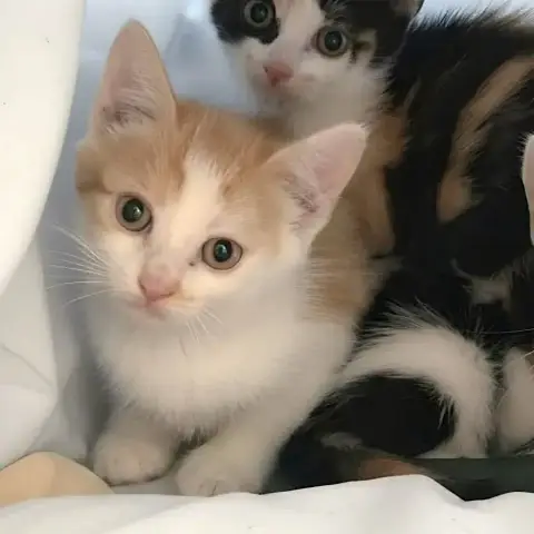 Bowie