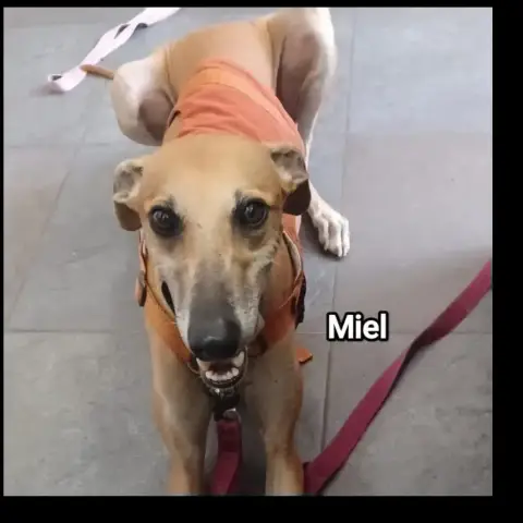 Miel
