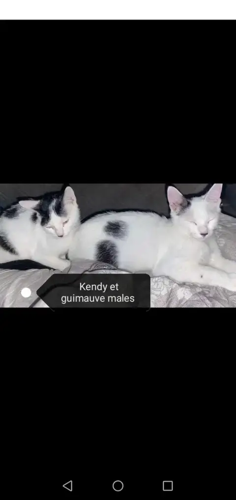 Kendy